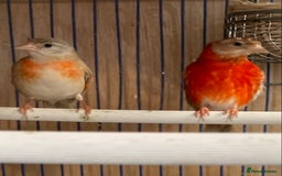 Finches birds for sale: RED SISKINS MUTATIONS  - Image 1