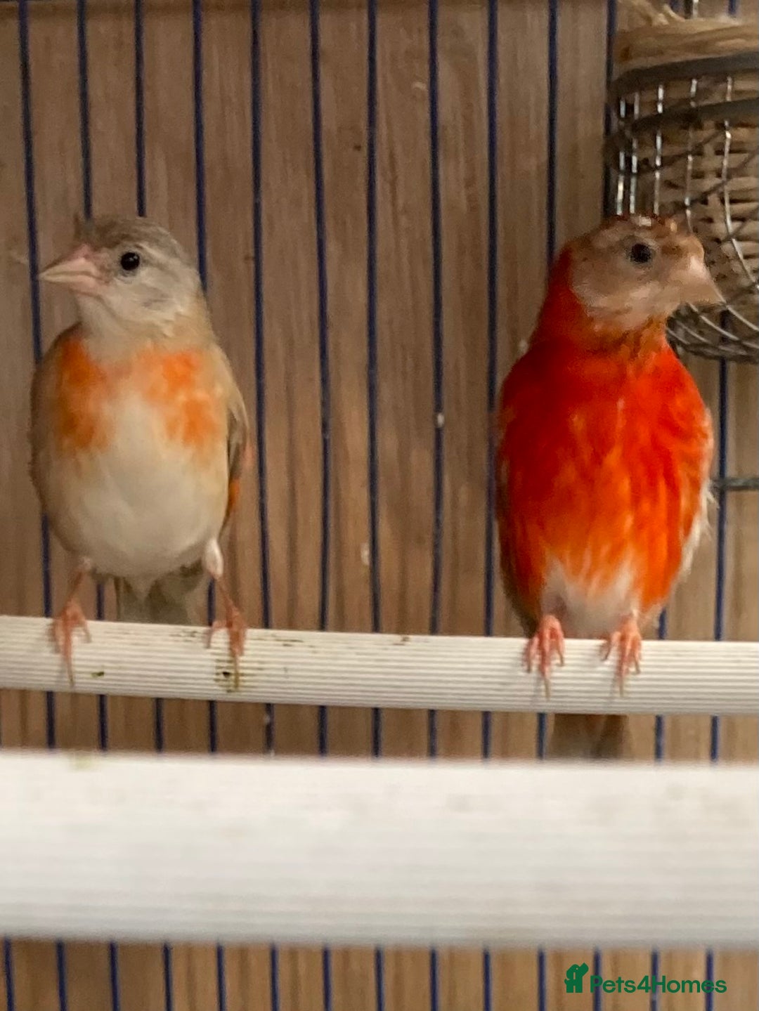 Finches birds for sale: RED SISKINS MUTATIONS  - Image 1