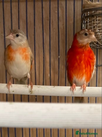 Finches birds - Advert 9