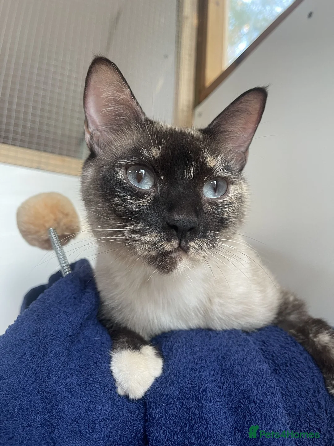 Mixed Breed cats for adoption: Angelique - Seal Point Siamese Tortie in Braintree - Advert 2