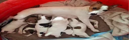 Parson Russell dogs for sale: 6 Parson Russell Terrier Pups for sale - Advert 9