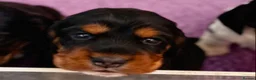 Cocker Spaniel dogs for sale: A beautiful litter of health tested, KC Reg cocker in Barnstaple - Advert 4