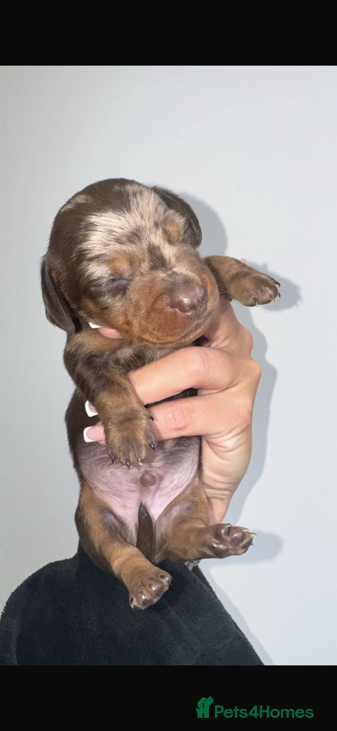 Miniature Dachshund dogs for sale: Miniature dachshunds  - Advert 3