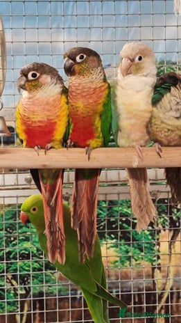 Parrots birds in Wolverhampton - Advert 4