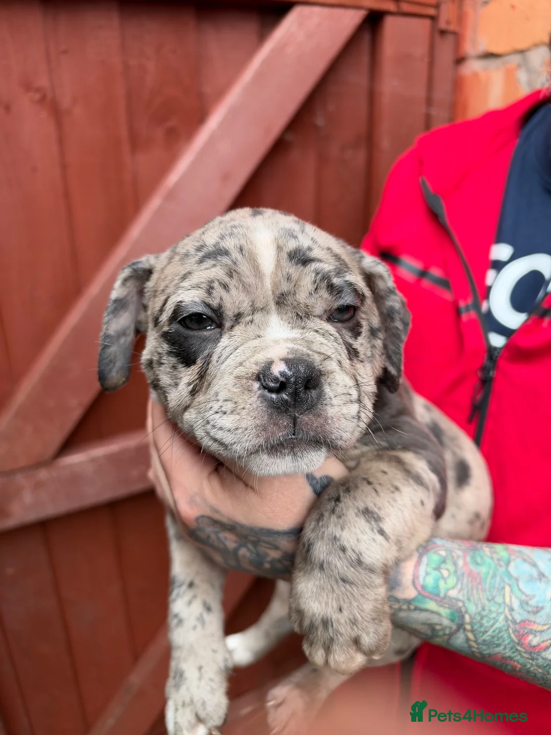 American Bully dogs for sale: Stunning Pocket Bully Puppies in Shrewsbury - Advert 12