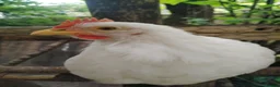 Chickens poultry for sale: White leghorn  - Advert 1