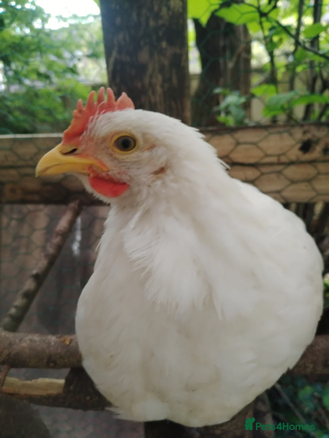Chickens poultry for sale: White leghorn  - Advert 1