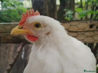Chickens poultry White leghorn - Advert 2