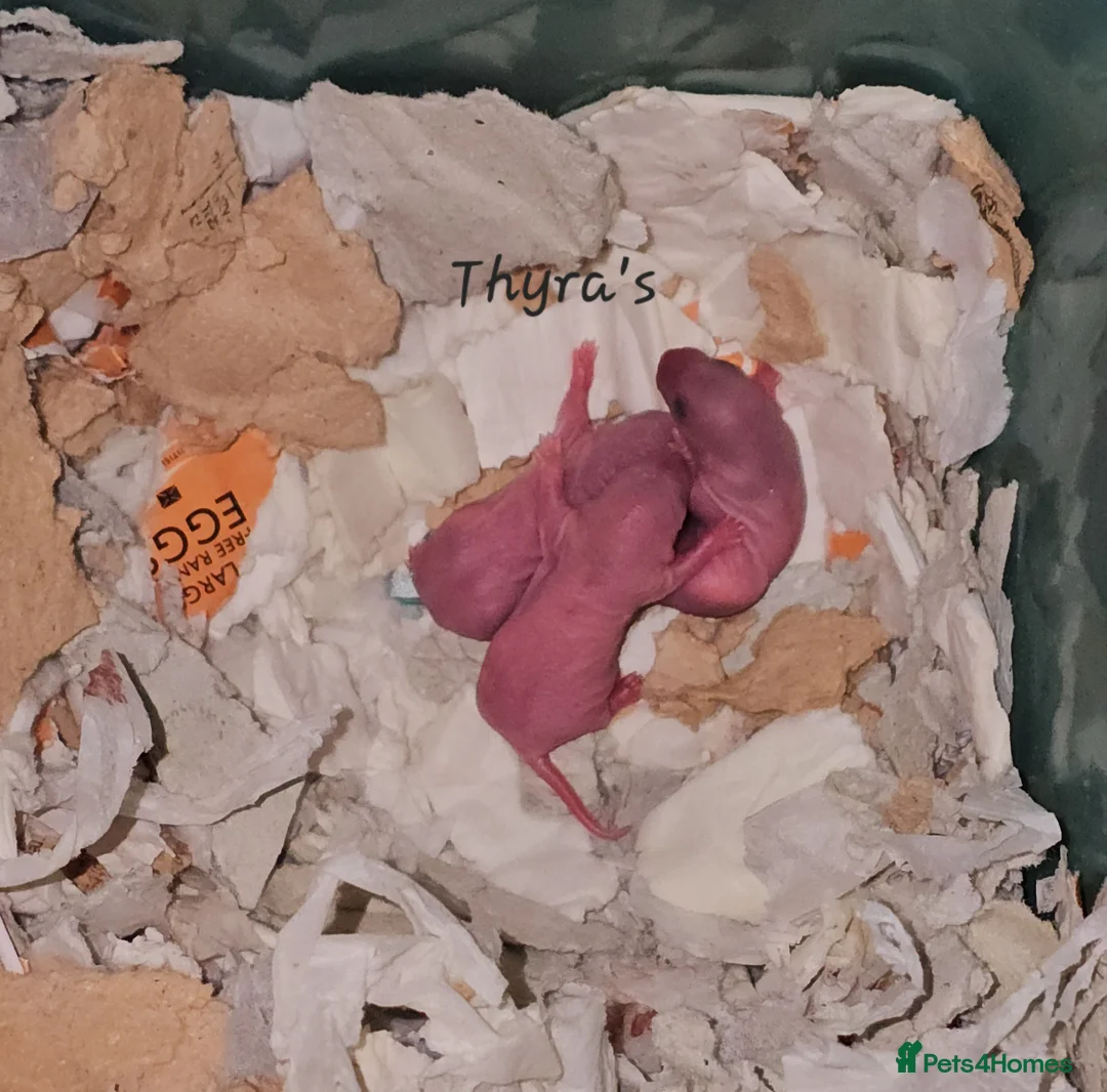 Rat rodents for sale: Rex, Smooth, Double Rex, Dumbo Baby Rats - Advert 9