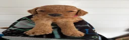 Cockapoo dogs for sale: Health tested 4 red F1b cockapoo  - Advert 35