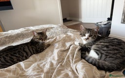 British Shorthair cats for sale: Need rehoming 2x female cats. 1 year old - Image 5