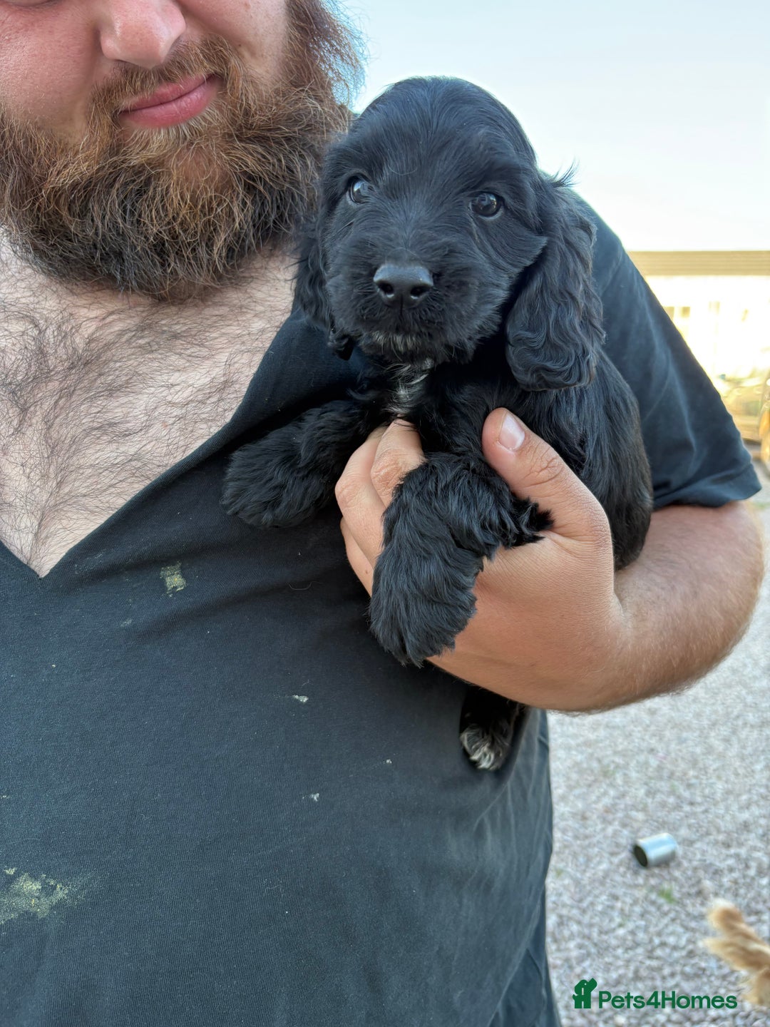 Cockapoo dogs for sale: Cockpoo Puppys  - Image 4