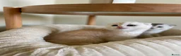 Scottish Fold cats for sale: 3 Unique Scottish Folds! - Advert 5