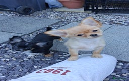 Chihuahua dogs for sale: Stunning Baby looking for his forever 5* homes - Image 11
