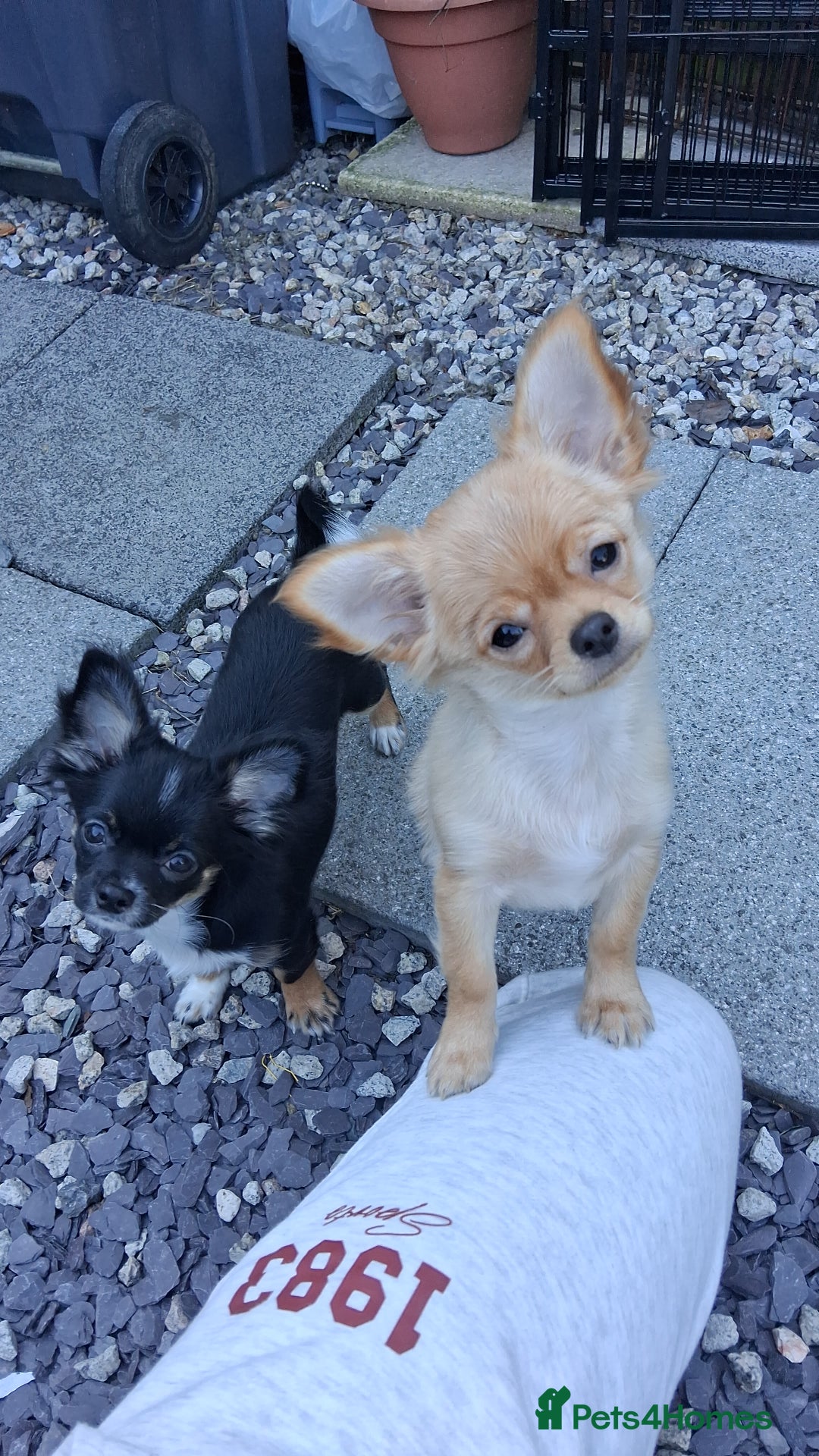 Chihuahua dogs for sale: Stunning Baby looking for his forever 5* homes - Image 11