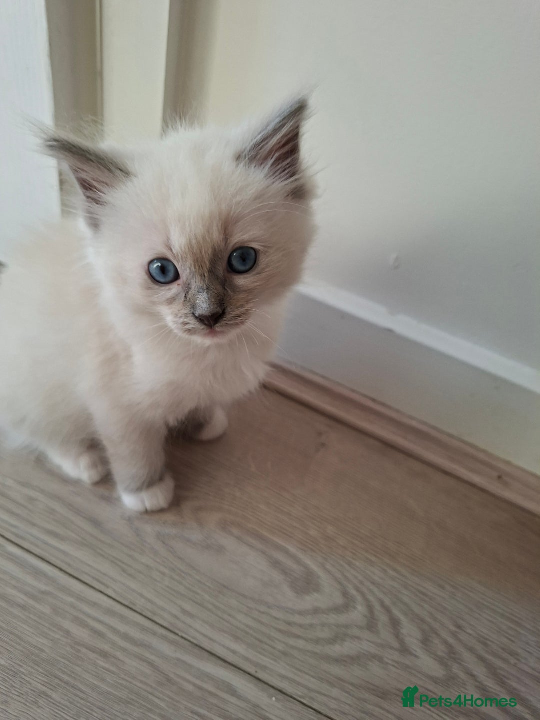 Ragdoll cats for sale: Stunning Ragdoll kittens  - Image 14