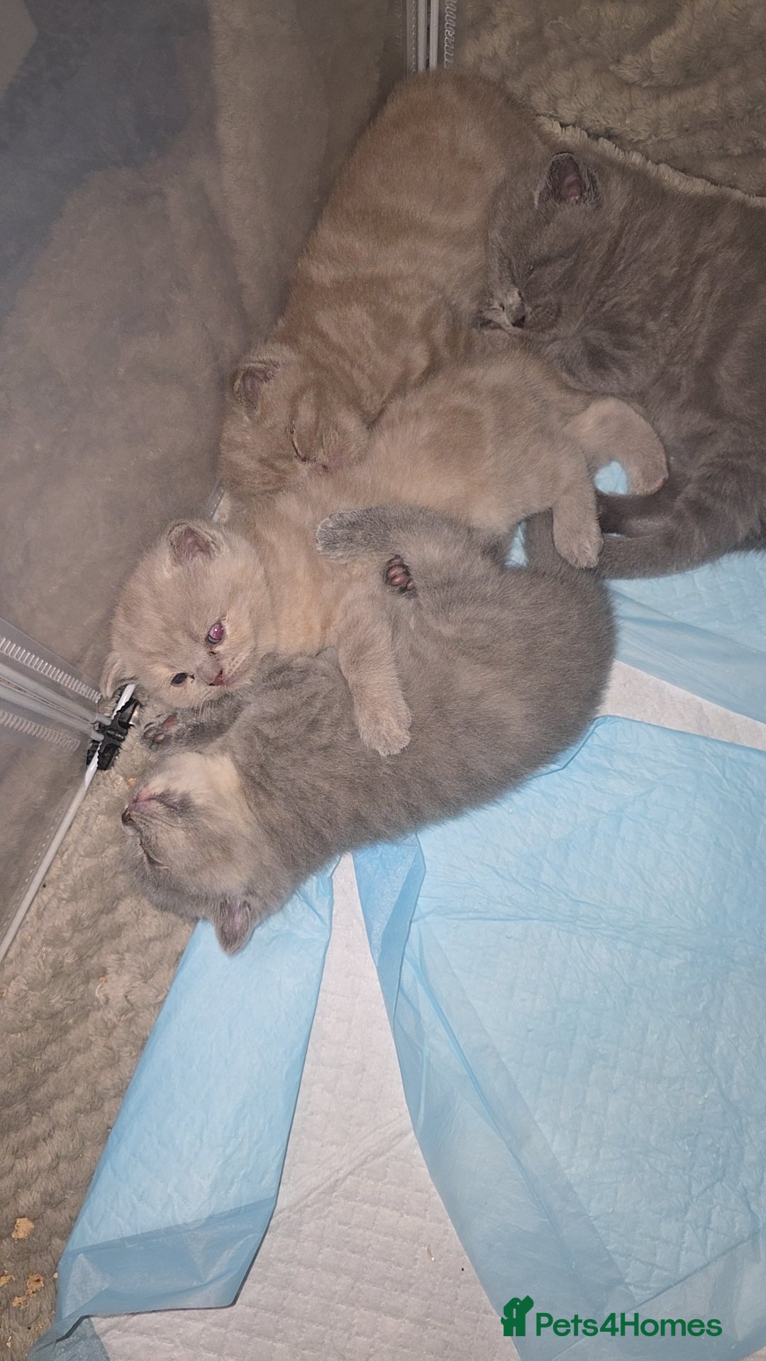 British Shorthair cats for sale: 4 British shorthair kittens in Bingley - Image 19