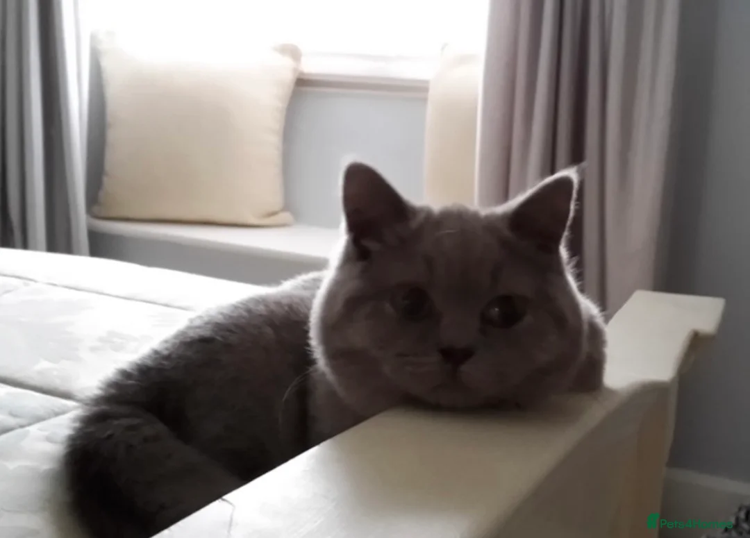 Mixed Breed cats for sale: British Short Hair Cross Kitten  - Advert 16