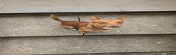 Jack Russell dogs for sale: 15 month old jack Russell in Hemel Hempstead - Advert 8