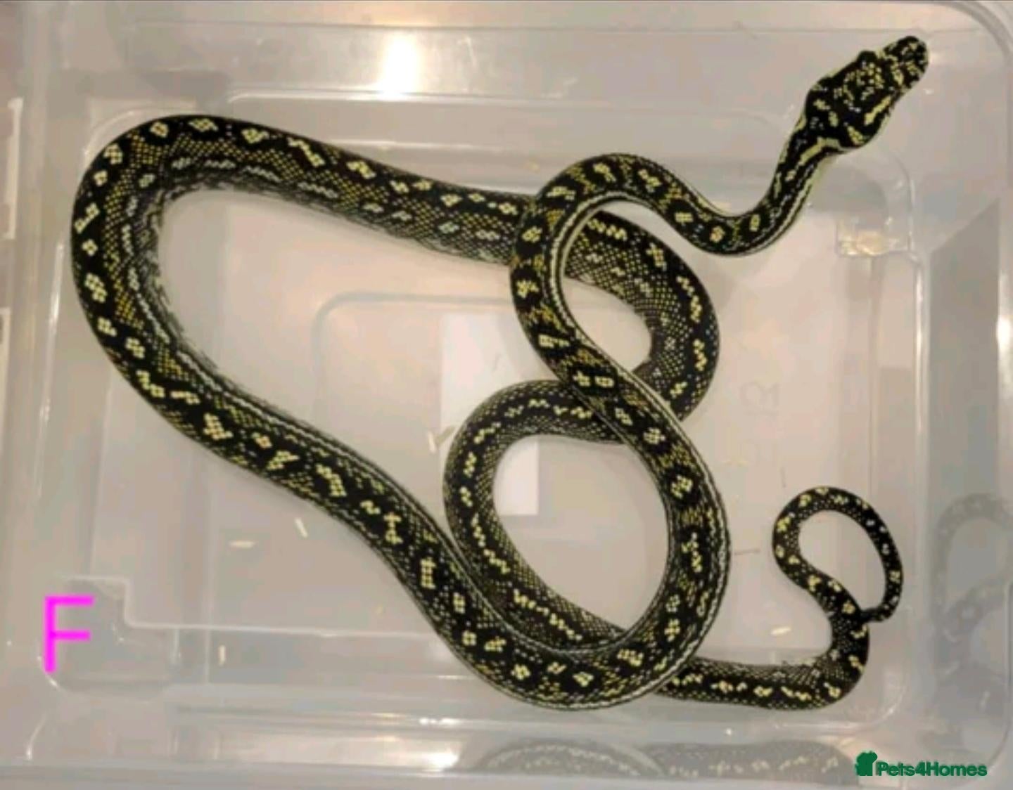 Snake reptiles Diamond Carpet Pythons - Advert 2