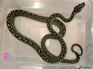 Snake reptiles Diamond Carpet Pythons - Advert 2