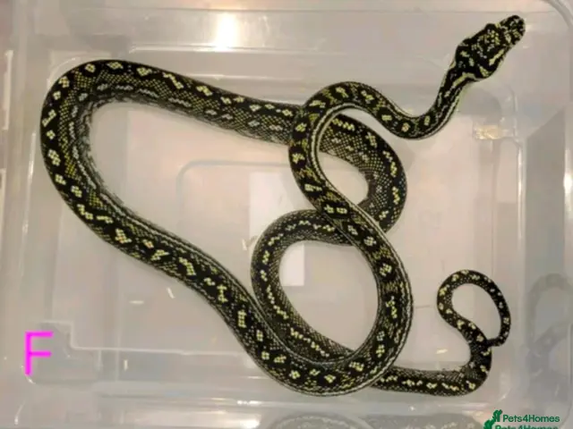 Snake reptiles Diamond Carpet Pythons - Advert 2
