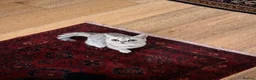 British Shorthair cats for sale: GCCF Blue Lynx British Shorthair  - Advert 2