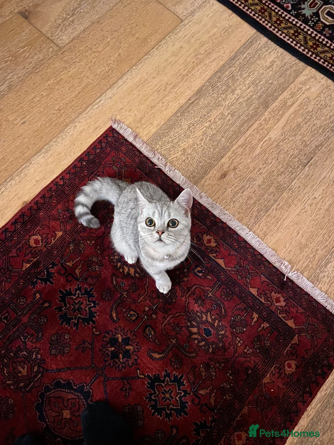 British Shorthair cats for sale: GCCF Blue Lynx British Shorthair  - Advert 2