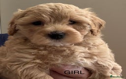 Maltipoo dogs for sale: Stunning maltipoo puppies - Image 2