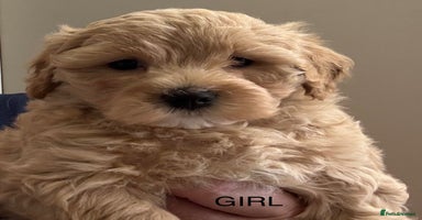Maltipoo dogs - Advert 7