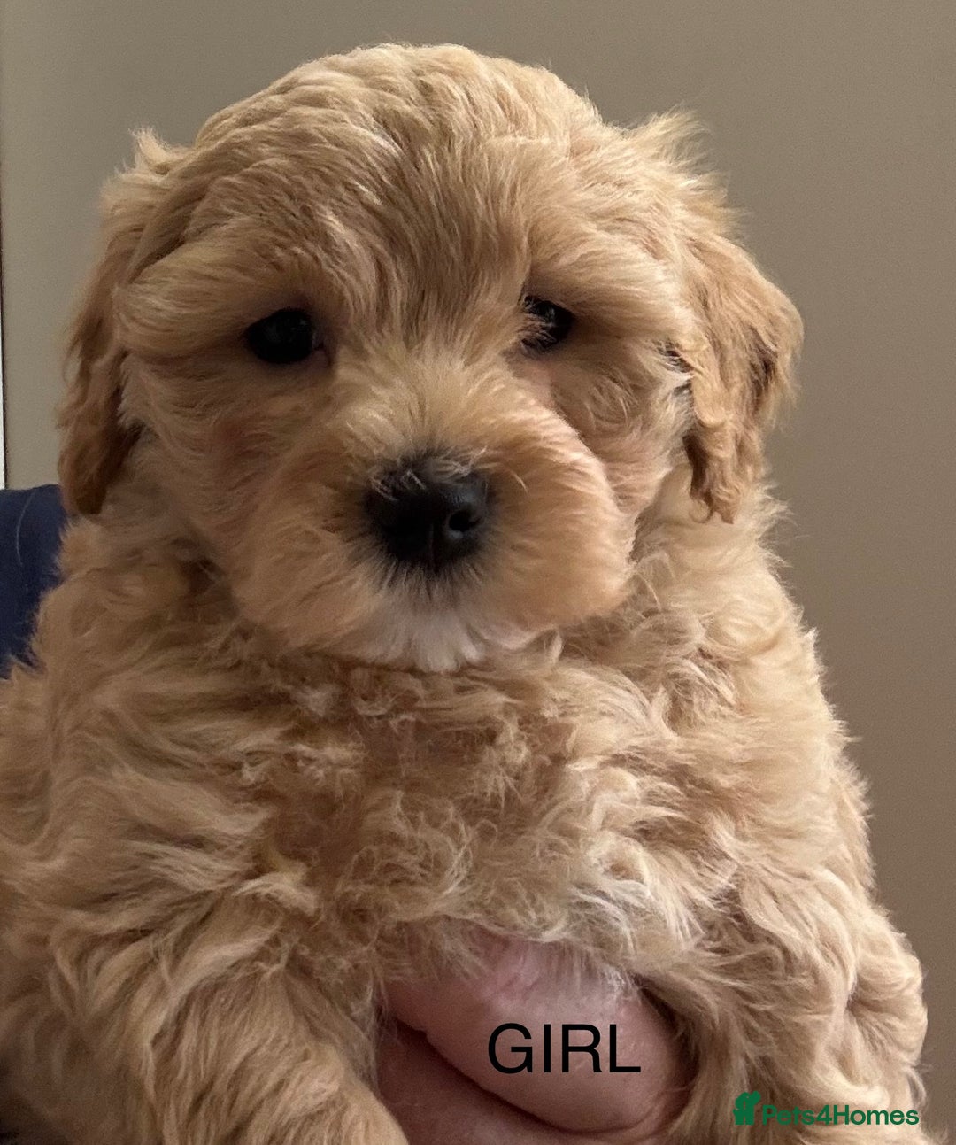 Maltipoo dogs for sale: Stunning maltipoo puppies - Image 2