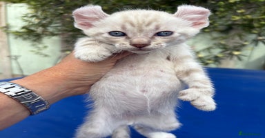 Keetso cats - Advert 6