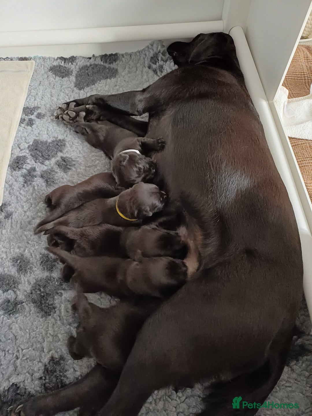 Labrador Retriever dogs for sale: KC registered black lab puppies - Image 1
