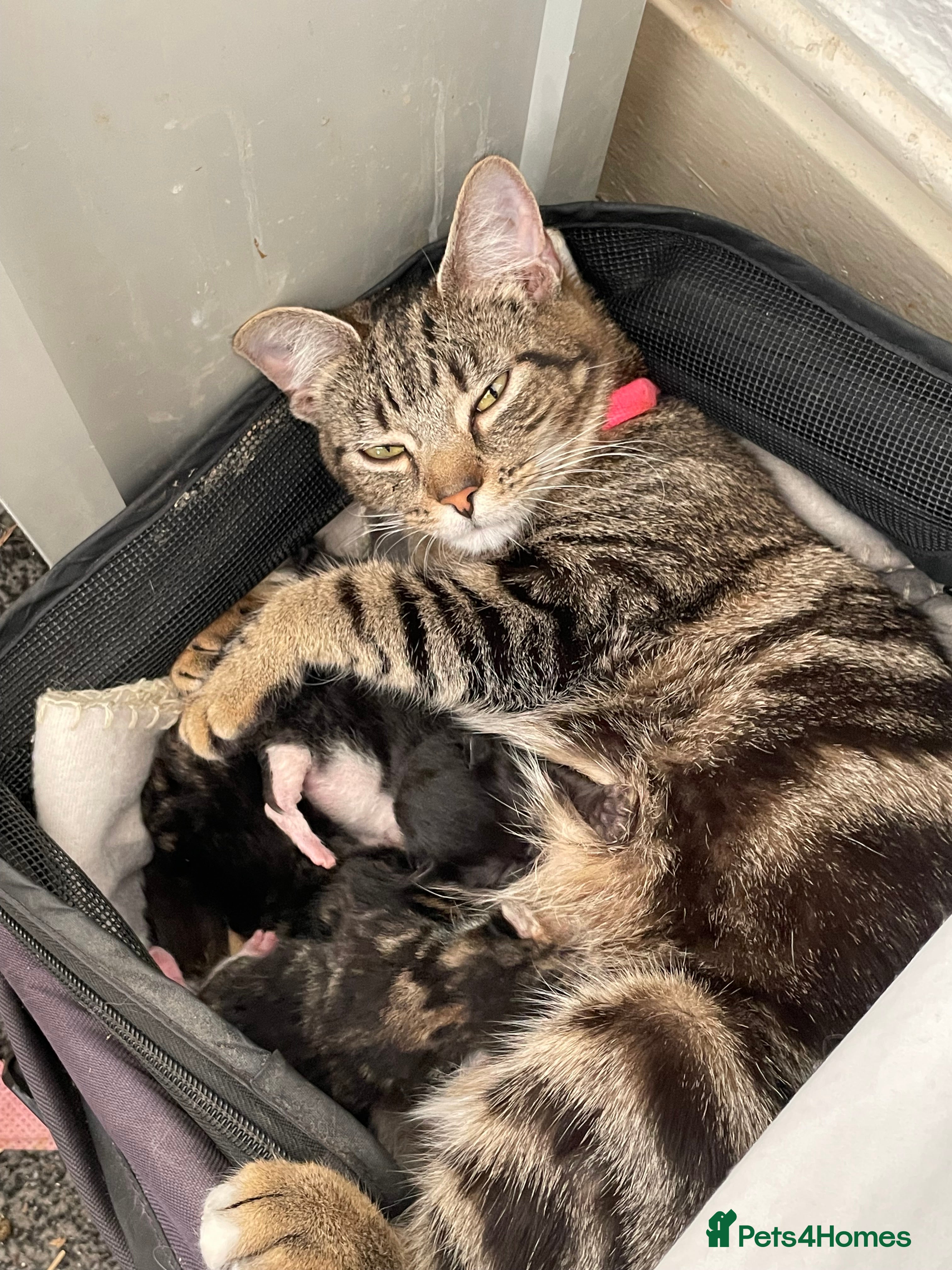 Mixed Breed cats 4 kittens don’t know gender yet  - Advert 3