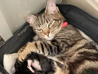 Mixed Breed cats 4 kittens don’t know gender yet - Advert 11