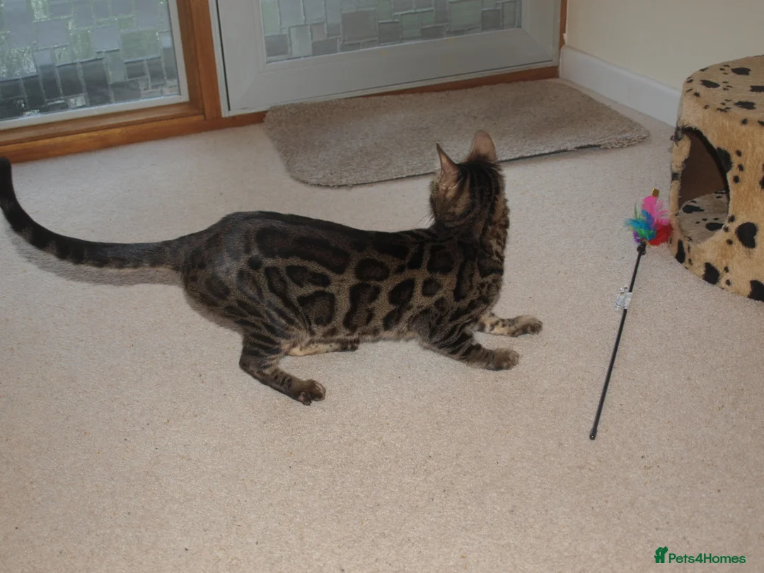 Bengal cats for sale: Stunning Bengal Female Cat - Advert 10