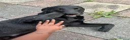 Labrador Retriever dogs for sale: Loving Labrador Looking for His Forever Home in London - Advert 7