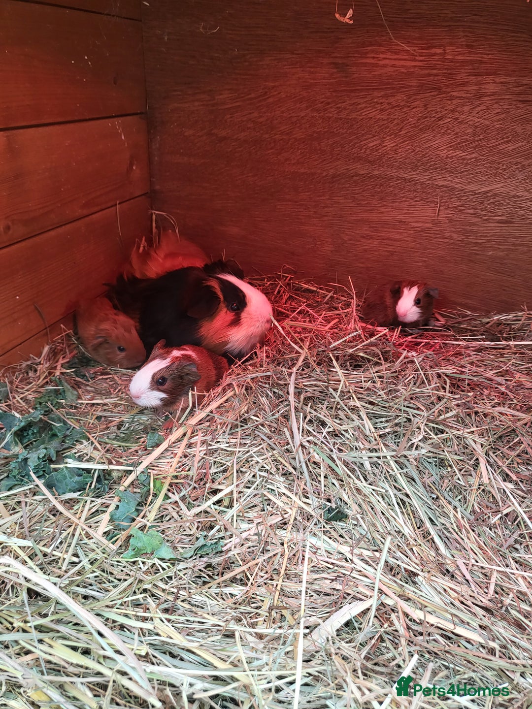 Guinea Pig rodents for sale: Baby Guniea Pigs For Sale - Advert 3