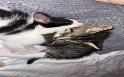 Domestic Shorthair cats for sale: Two cuddly kittens brother and sister  - Image 8