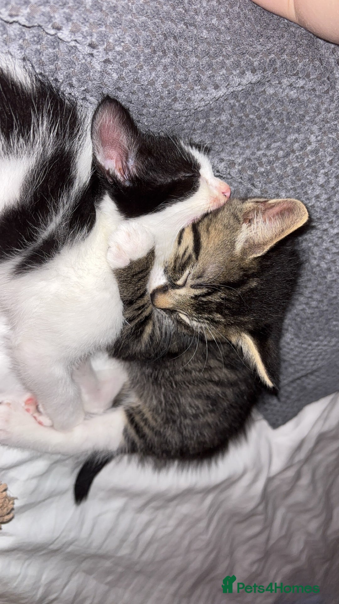 Domestic Shorthair cats for sale: Two cuddly kittens brother and sister  - Image 8