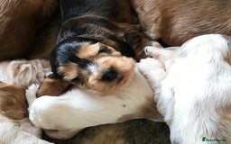 Cocker Spaniel dogs for sale: Show Type Health Tested, KC Reg puppies  - Image 29