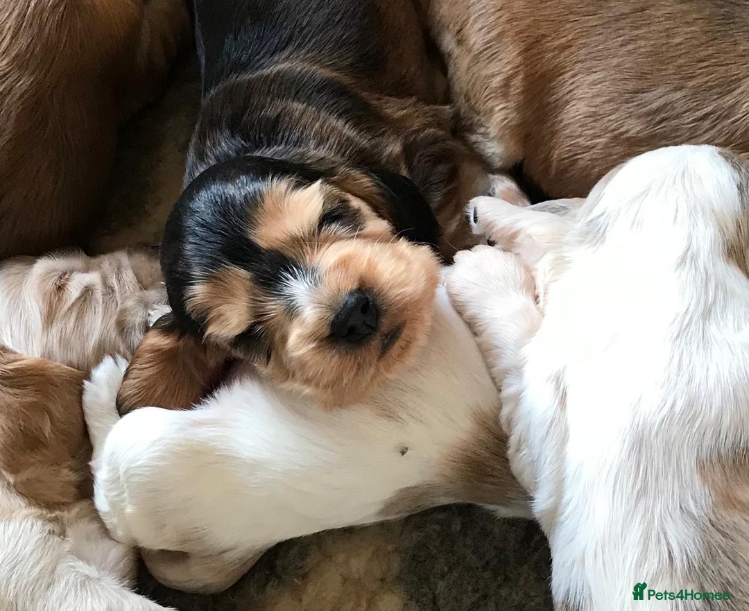 Cocker Spaniel dogs for sale: Show Type Health Tested, KC Reg puppies  - Image 29