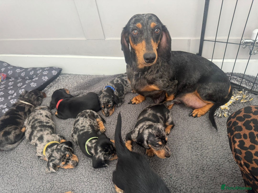 Miniature Dachshund dogs for sale: Miniature Dachshund Puppies  - Image 1