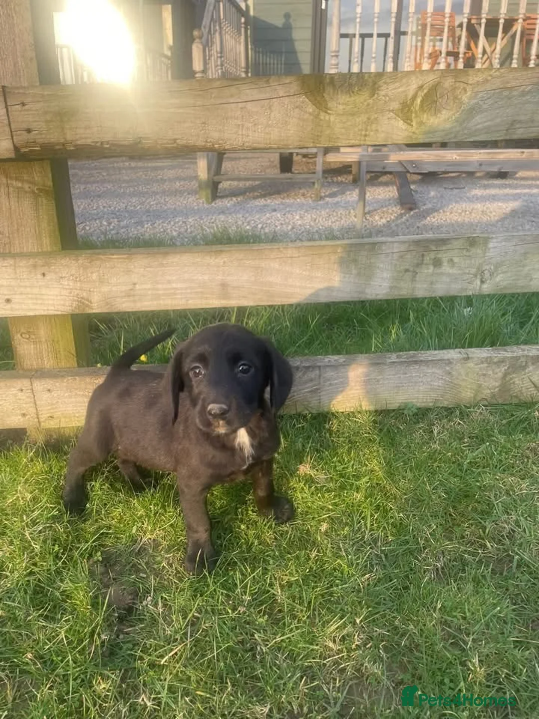 Mixed Breed dogs for sale:  Springer spaniel x Labrador x pointer puppies in Kirkby Stephen - Advert 1