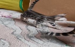 Bengal cats for sale: Silver bengals - Image 12