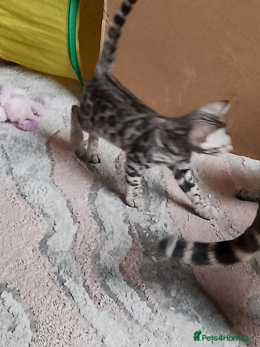 Bengal cats for sale: Silver bengals - Image 12