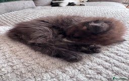 British Longhair cats for sale: 4 beautiful kittens - Image 8