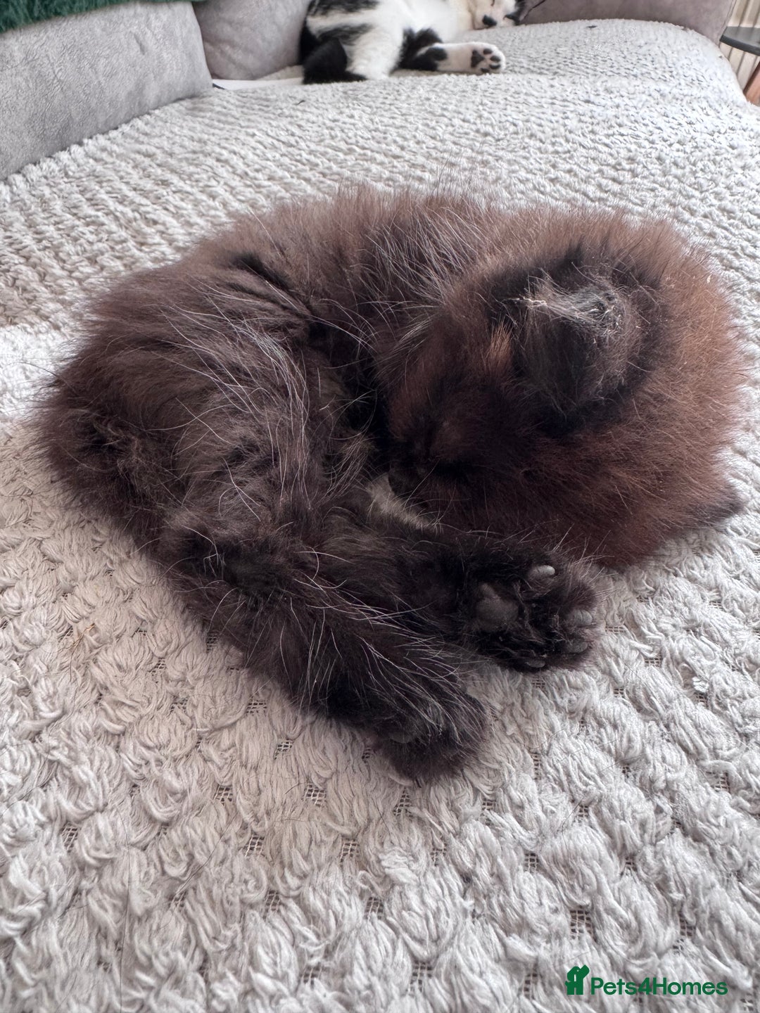 British Longhair cats for sale: 4 beautiful kittens - Image 8
