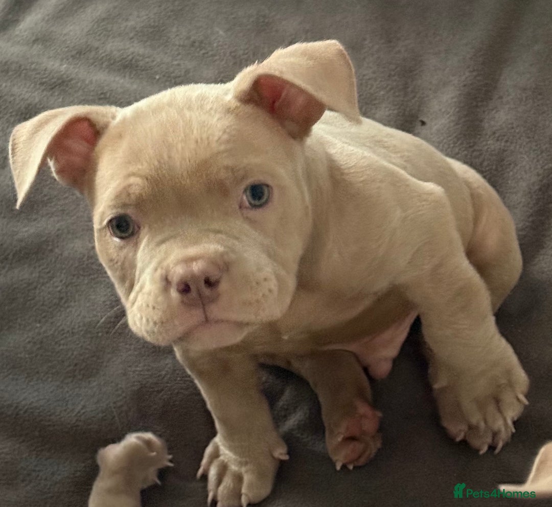 American Bully dogs for sale: Pocket bully  - Image 11