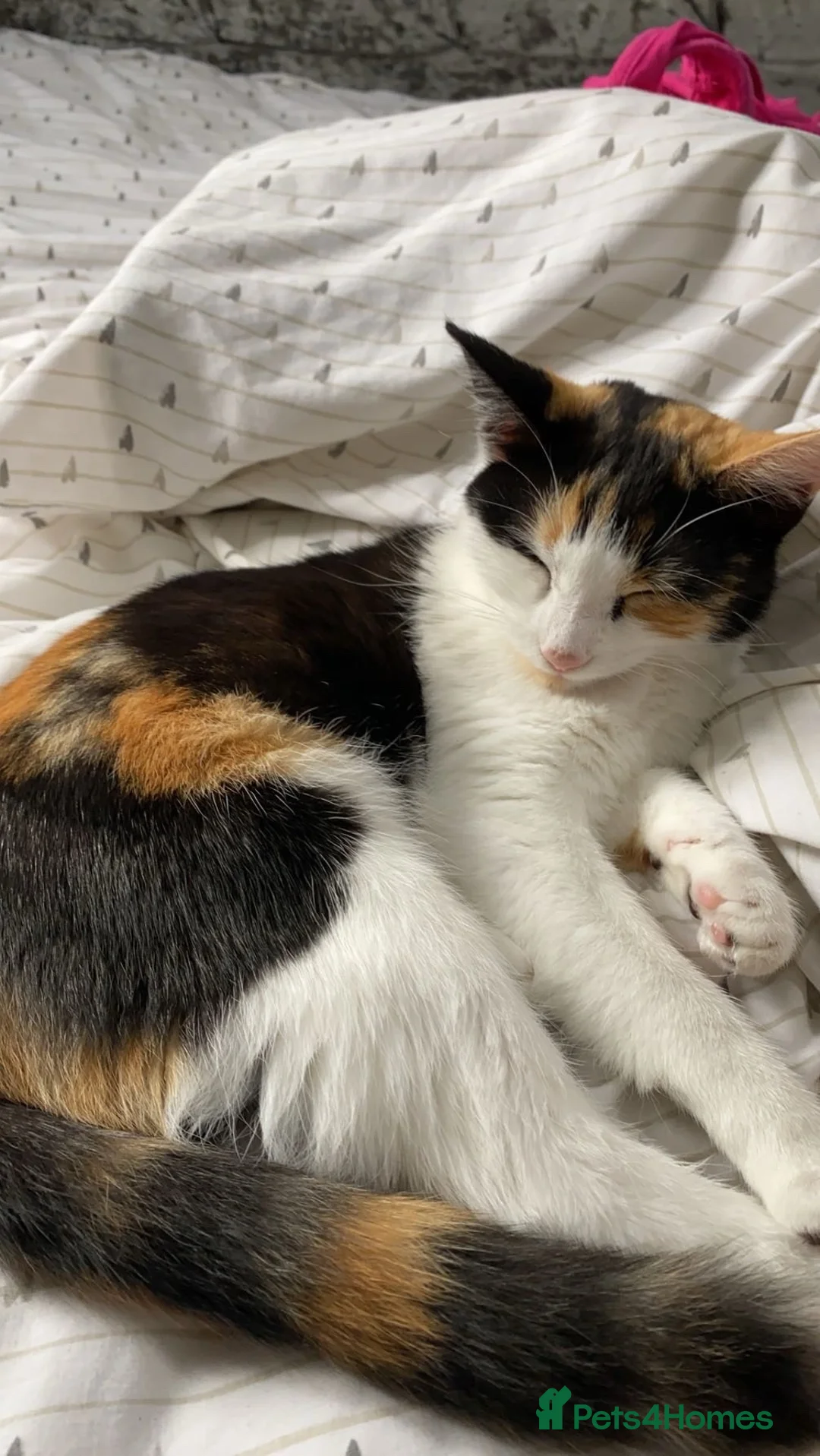 Mixed Breed cats for sale: Beautiful kittens  - Advert 23